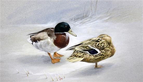 George Rowe (20th C.) Mallard in a hard winter, 8 x 14in.